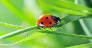 Bug Whisperer Workshop (DBJCSA)