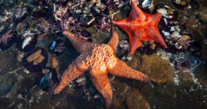 Central Coast Aquarium Rocky Intertidal Discovery Lab (BJ)