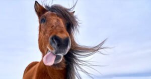 Filly Fun (DBJ)