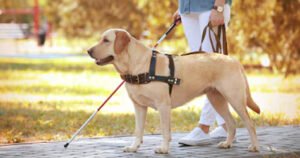 National Guide Dog Program (DBJCSA)