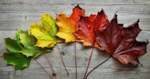 Fall Fun (DBJCSA)