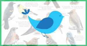 Early Bird Patch Design Contest (All)