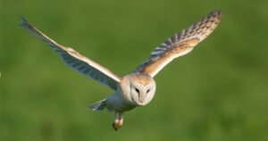 Special Event: Raptor Adventure, Birds of Prey! - Ojai - B*/J/C/S/A