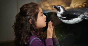 Penguins & Pajamas - San Francisco - D/B/J/C/S/A/V