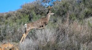Deer leaping through the dry grass