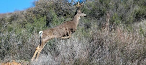 Deer leaping through the dry grass